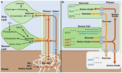 Cytokinin Regulation of Source-Sink Relationships in Plant-Pathogen Interactions